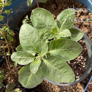 Live Ashwagandha Plant: Organic Ayurvedic Medicinal Herb Starter