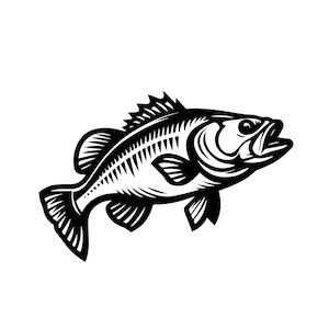 May include: Black and white illustration of a largemouth bass fish with its mouth open. The fish is facing to the right and has detailed scales and fins.