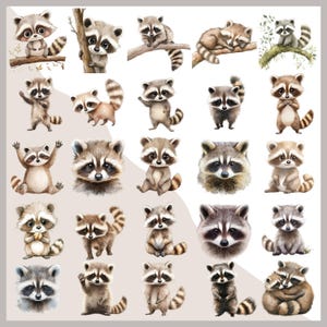 May include: A selection of watercolour illustrations featuring raccoons in diverse poses. The raccoons display grey and brown fur, distinctive black eye masks, and striped tails. Some are depicted sitting, standing, or climbing branches, while others are sleeping or waving.