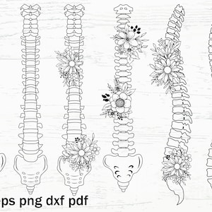 Floral Spine Anatomy SVG, Human spine Svg, Spinal Cord Svg, Flower Bones Svg, Anatomy Png, spine cut files, clip art