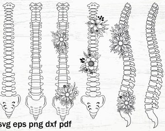 Floral Spine Anatomy SVG: Flower Bones Clip Art (Digital Files)