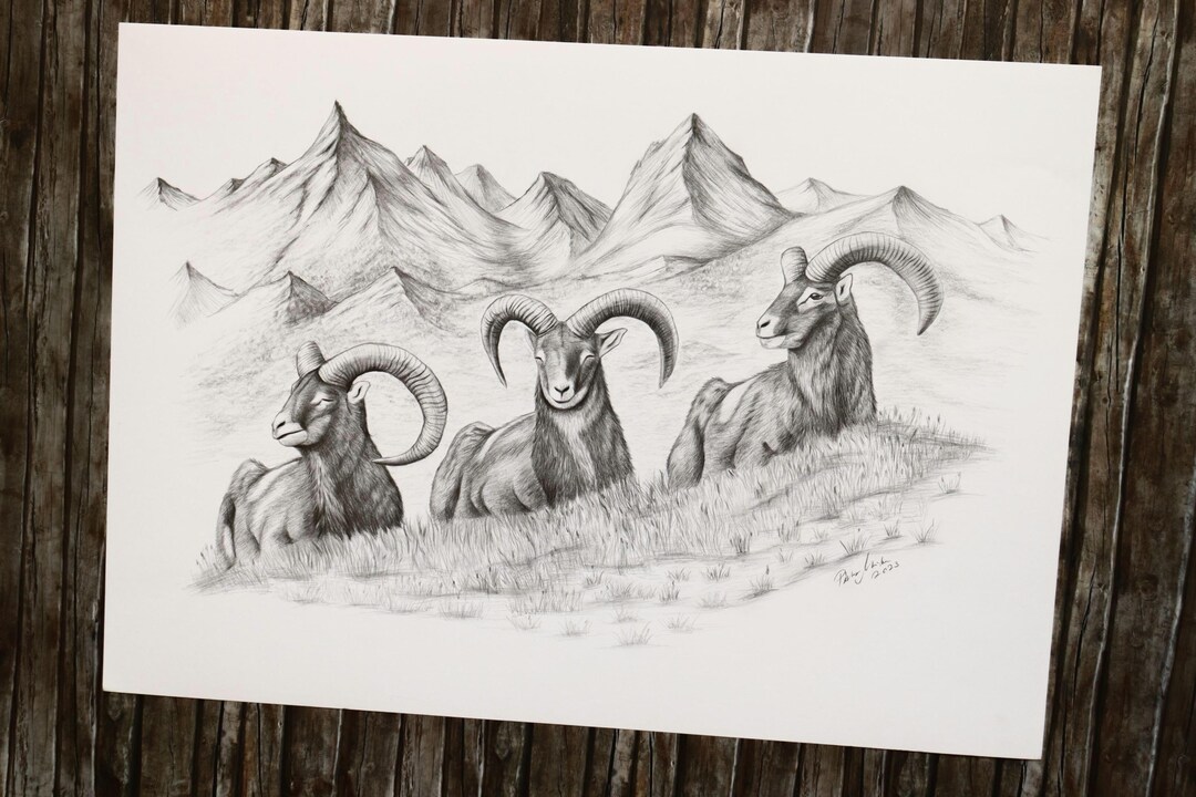 Original Mouflon Graphite Pencil Drawing - Wildlife Mountain
