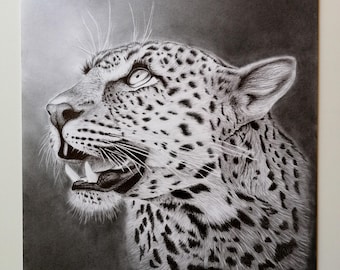 May include: A black and white pencil drawing of a leopard looking up. The leopard has a spotted coat and a fierce expression.