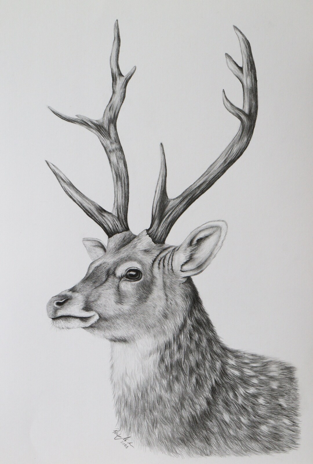 Custom Wild Animal Graphite Pencil Drawing, Handmade Art, Detailed ...