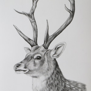 Deer Graphite Pencil Drawing - Sika Deer Portrait Realistic Art - Fine Art - Animal Art - Wildlife Art - Gift for her - Deer Wall decoration