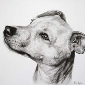 Custom Dog Portrait from Photo - Realistic Pet Drawing in Graphite - Handmade Dog Gift - Original Animal Portrait - Pencil Dog Art