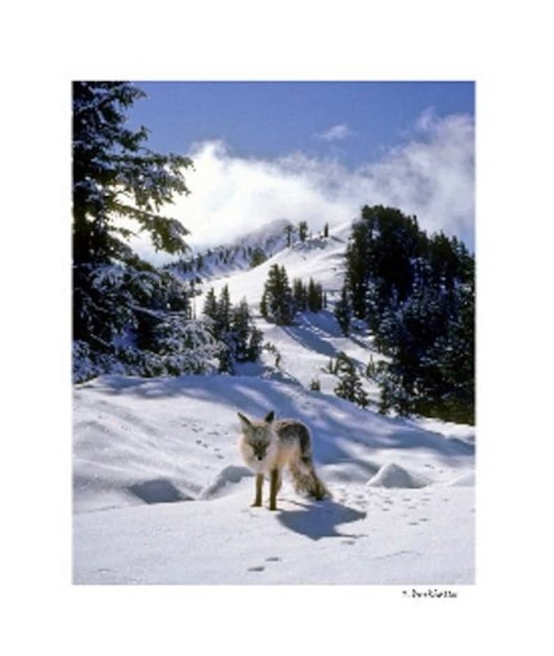 Sierra Nevada Red Fox Photograph - Etsy
