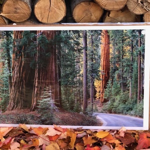 Giant Sequoias 20x30 inch Photographic Print- Sequoia National Park, CA