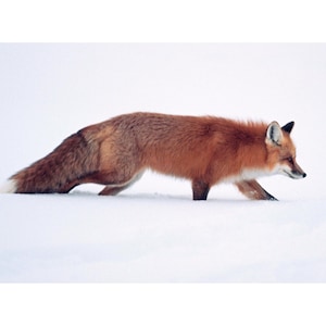 Fotografia artistica di Yellowstone Winter Red Fox 13x19