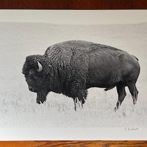 May include: A black and white art print featuring a detailed illustration of a bison standing in a grassy field. The animal is shown in profile, facing left, with thick fur on its head and shoulders. The artist's signature is visible in the bottom right corner.