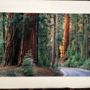 Matted 18x24 Giant Sequoia Photographic Print - Sequoia National Park, CA