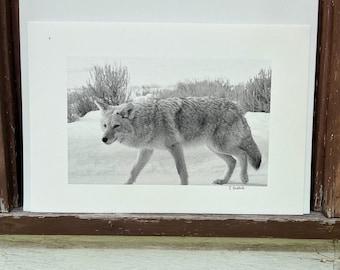 Yellowstone Winter Coyote 13x19 fine art photograph