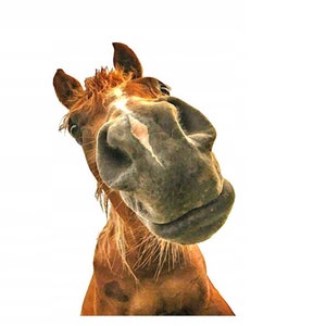 Edible horse 14 cm sugar paste cake topper cake image fondant (PF12)