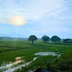 Sawah padi