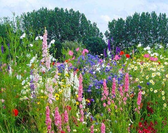 Amazing All-Round Wildflower Seed Mix