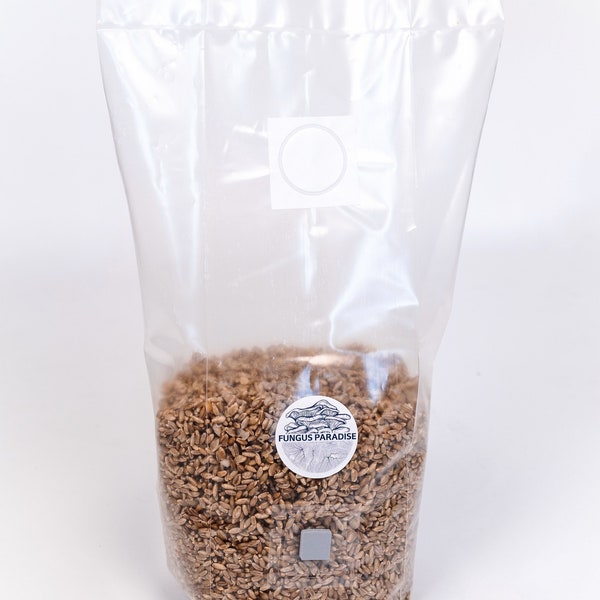 Bag of sterilized organic rye 1.5kg