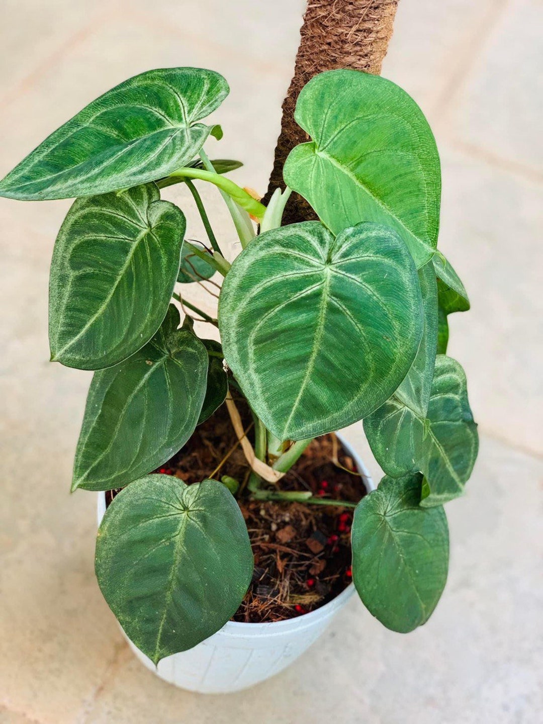 Rare Syngonium Macrophyllum Frosted Heart, Ice Frost Indoor Outdoor ...