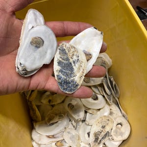 May include: A collection of oyster shells, some held in a hand, others in a yellow container. The shells are primarily white with brown and gray markings. The shells vary in size and shape, showcasing natural textures.