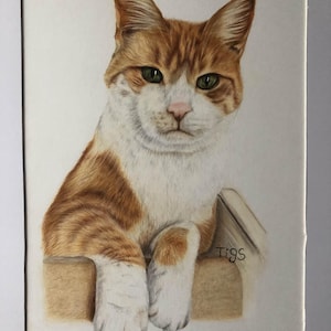 Custom Cat Portrait - Commission - Coloured Pencil - Pencils