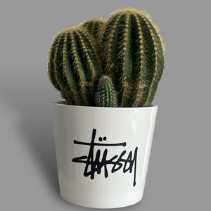 Puede incluir: Un cactus en maceta con múltiples plantas verdes y espinosas. El cactus está en una maceta de cerámica blanca con el logo negro "Stüssy". El fondo es gris liso.