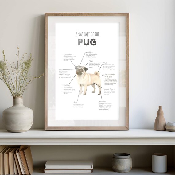 Pug Rib Structure Anatomy Of A Pug Poster