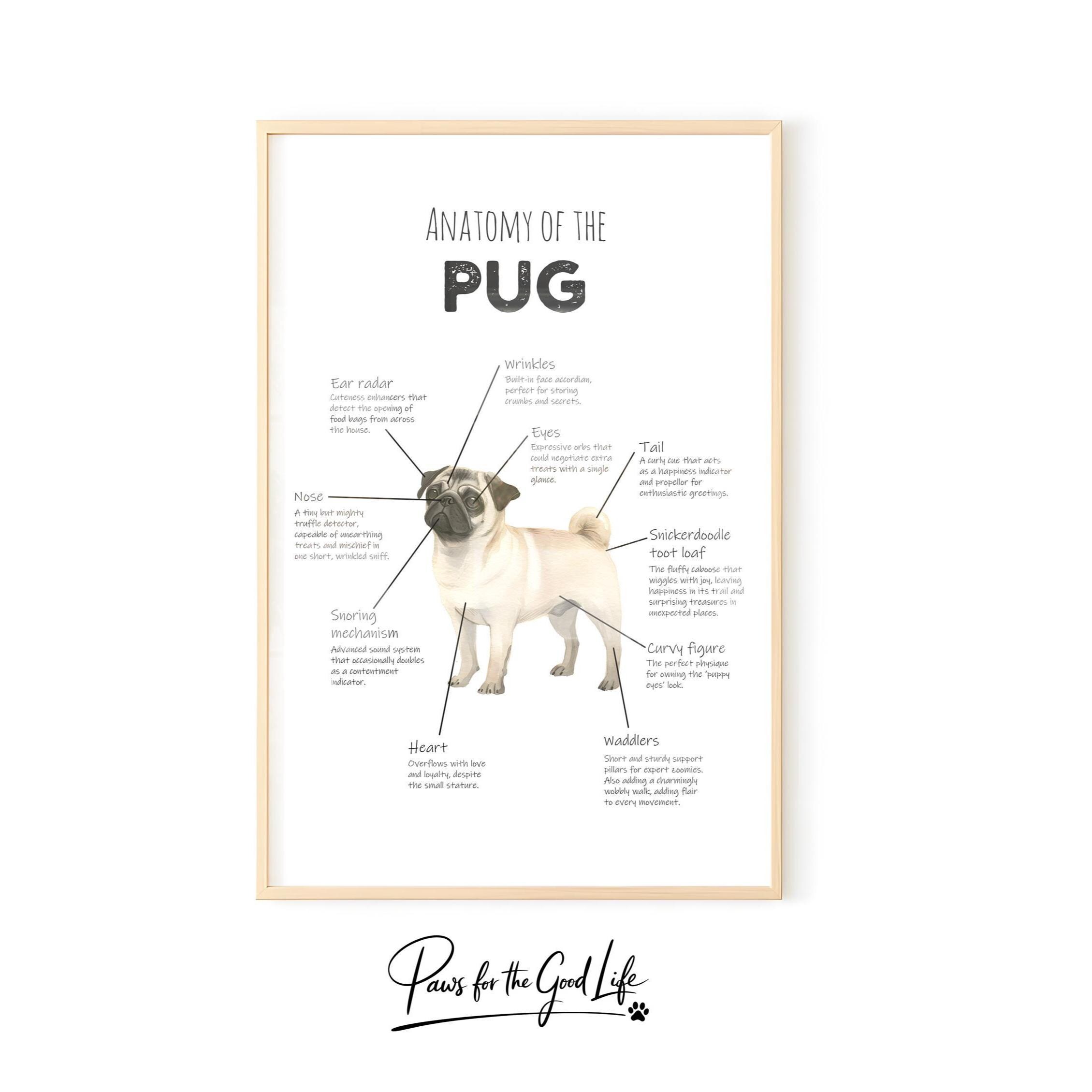 Pug Rib Structure Anatomy Of A Pug Poster