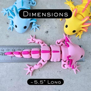 May include: Three articulated axolotl figures in light blue, yellow, and pink. A Westcott ruler is placed alongside the pink axolotl, showing a length of approximately 5.5 inches. The text DIMENSIONS and ~5.5" LONG are printed on the image.