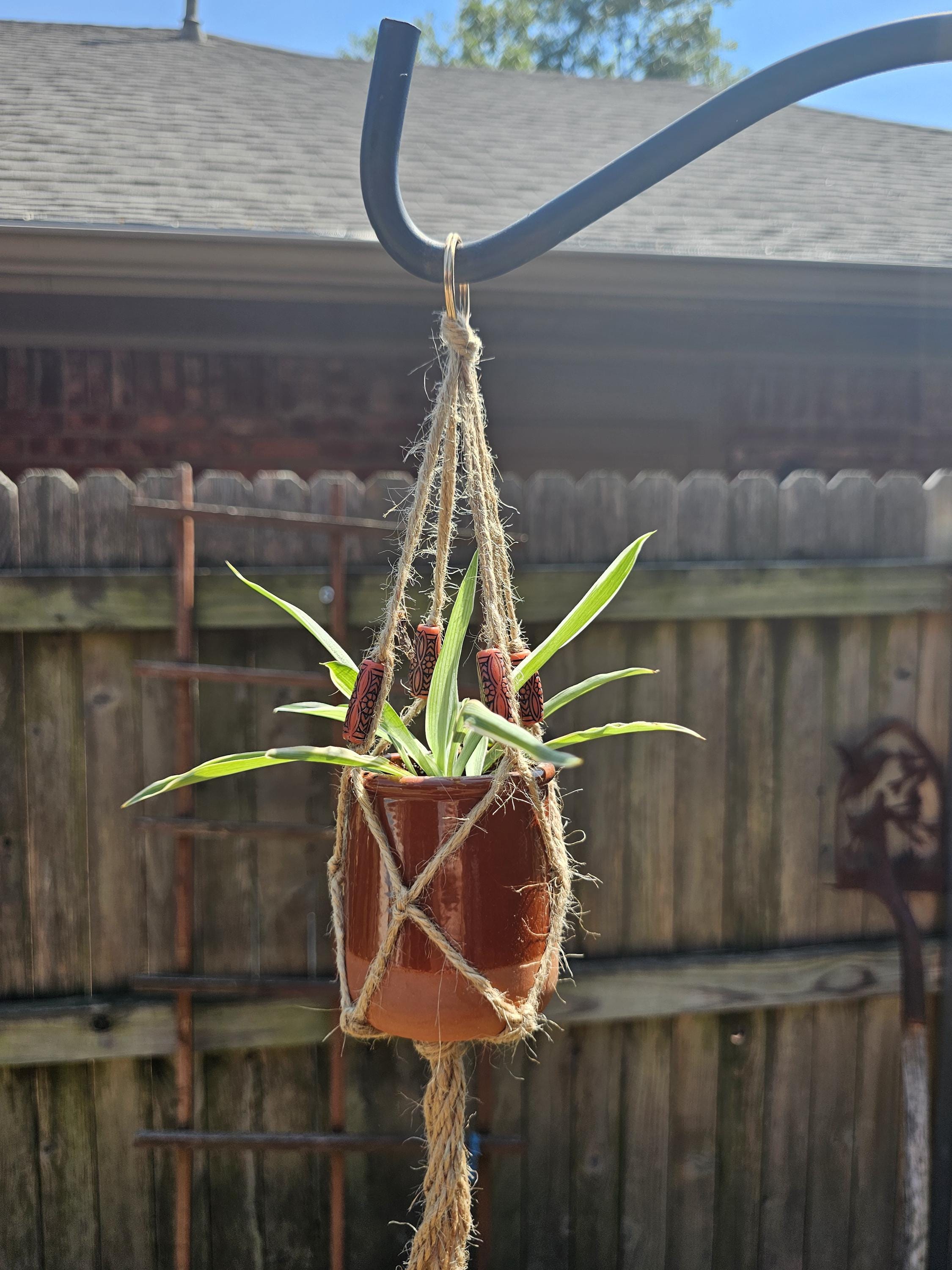 Hanging Spider Plant - Etsy
