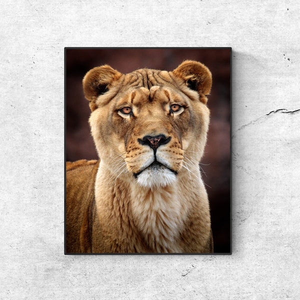 African Lion, Lioness, Big Cats, Feline, Zoo, Digital Prints, Digital Photography, Wall Art, Digital Download, Stock Photography, Printable