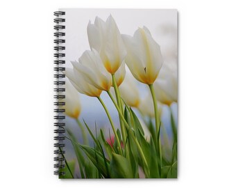 May include: A close-up of white tulips with yellow centers, blooming in a field. The tulips are in focus, while the background is blurred.