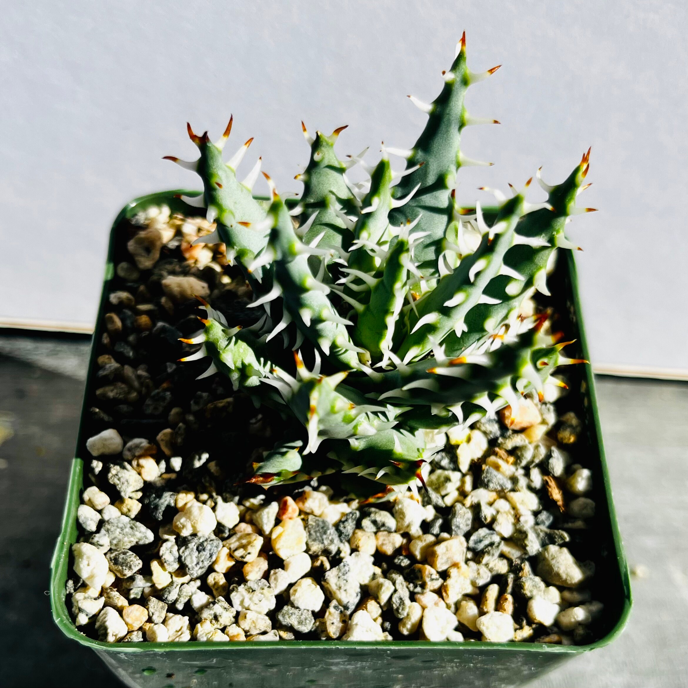 aloe vera blumentopf Aloe Vera im Topf – Secret Garden Plant Shop main image 0