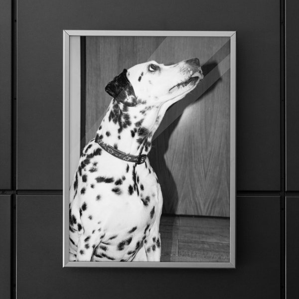 Black and White Dalmatian Photography, Printed Dog Art, Monochromatic Printable Animal Print, Dog Photo for Printing, Dalmatian dog wall art