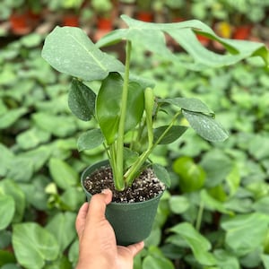 Monstera deliciosa 4”