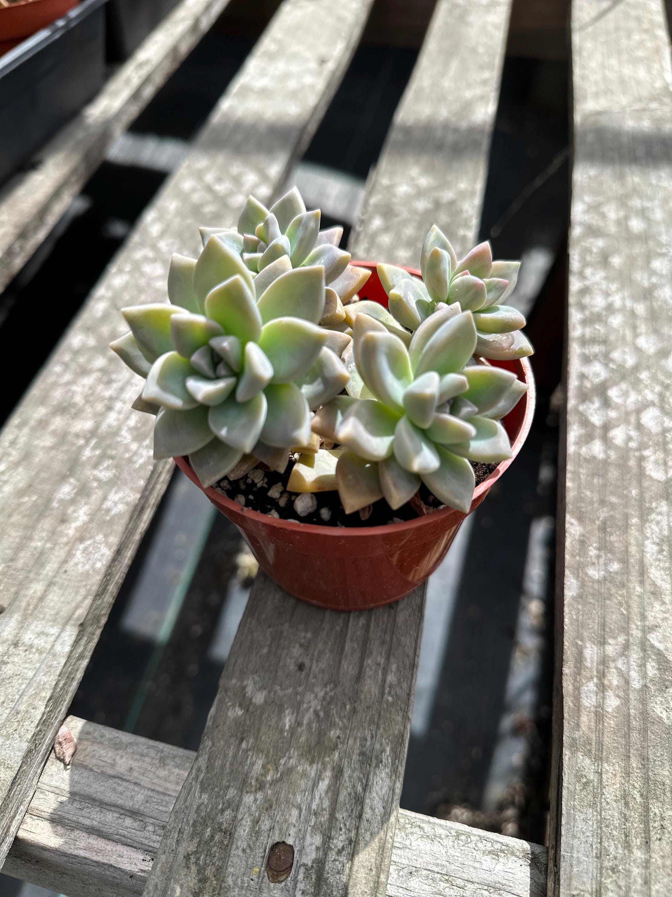 4 Graptopetalum Paraguayense, Ghost Plant - Etsy