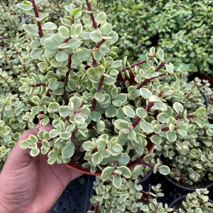 4” Variegated Elephant Bush