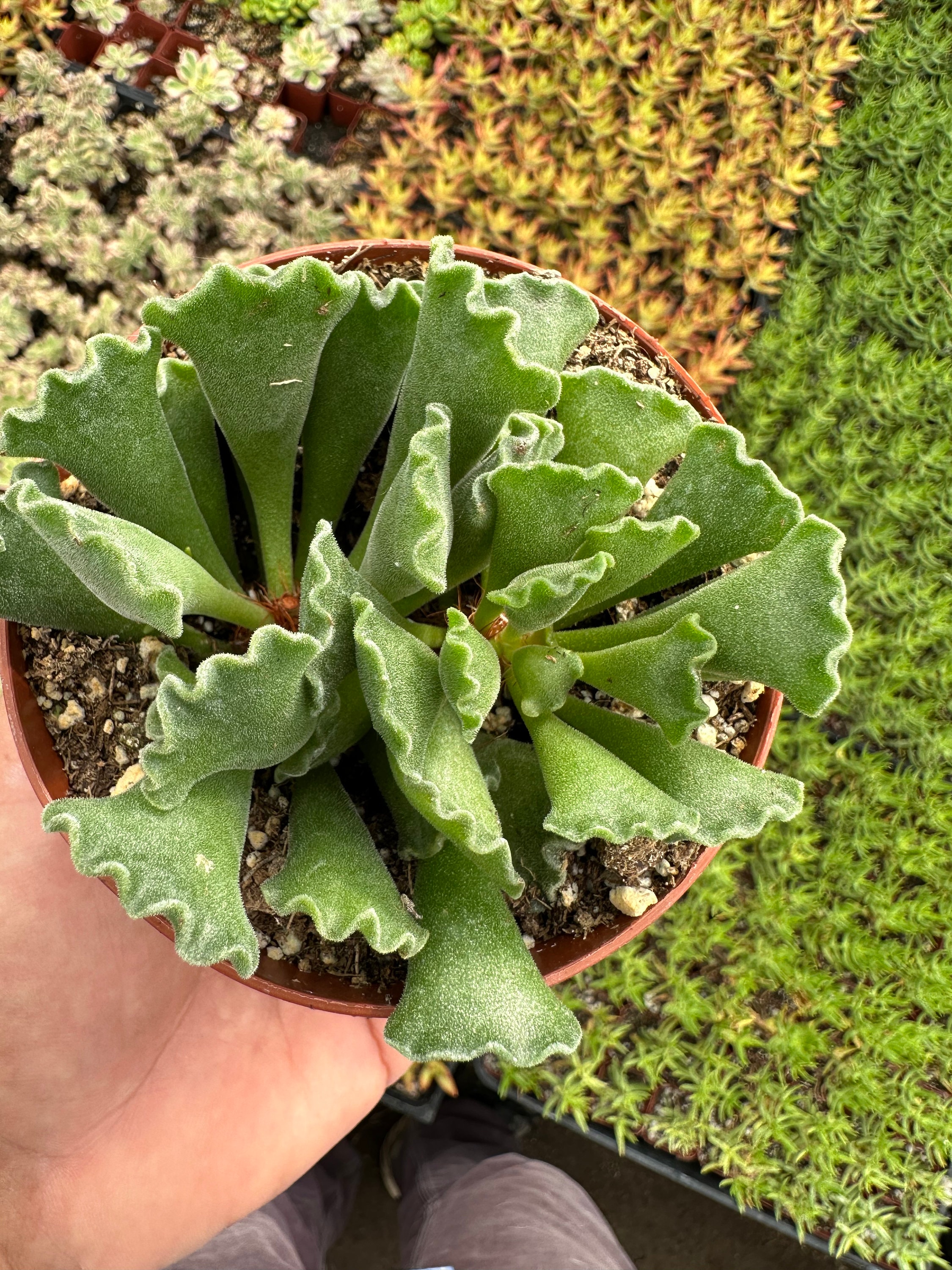 Crinkle-leaf Plant, Key Lime Pie - Etsy Israel