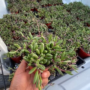 以下が含まれることがあります： 手のひらに小さな多肉植物の鉢植えを持ったアップの写真。多肉植物は緑の葉に紫色の茎をしています。鉢は茶色で、植物は同じ多肉植物の鉢に囲まれています。