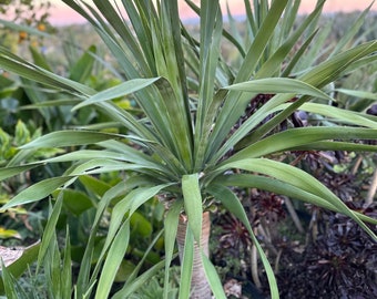 Drachenbaum 3 Zoll, Dracaena draco