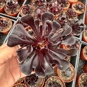 Black Rose - Aeonium arboreum zwartkop 4”