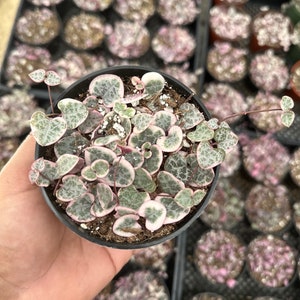 Variegated string of hearts 4”
