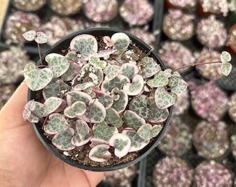 Variegated string of hearts 4”