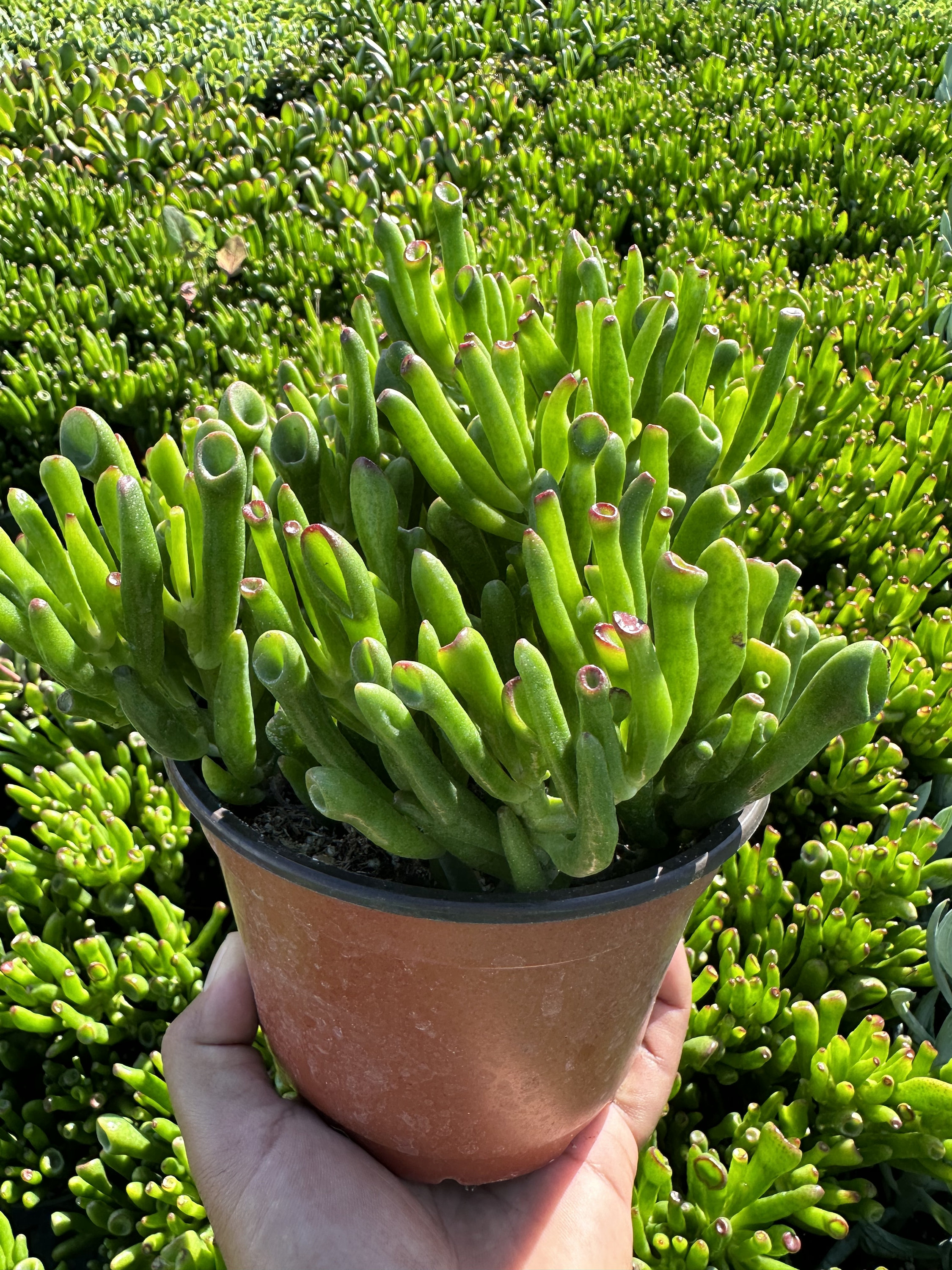 crassula ovata gollum jade plant