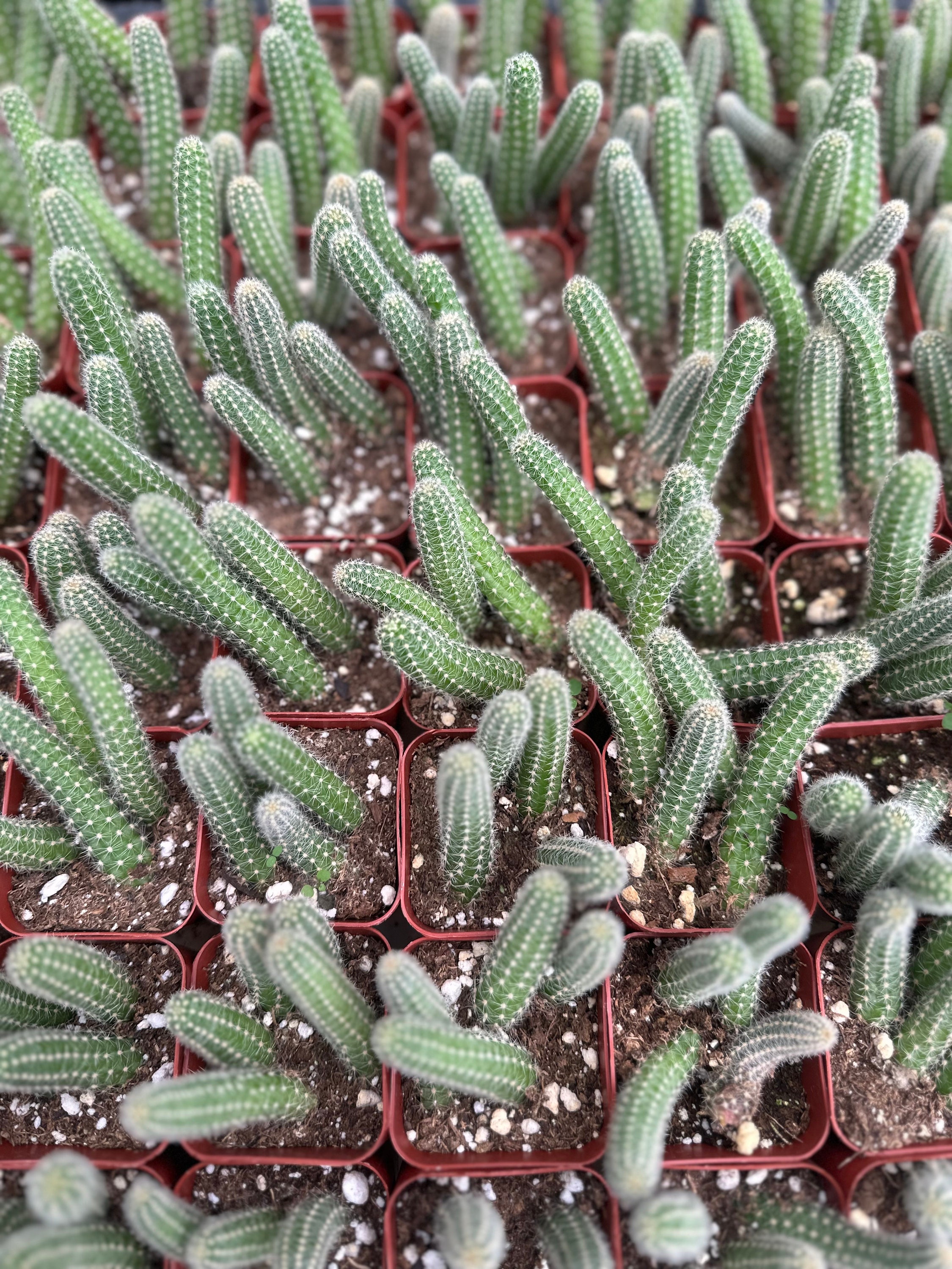 Peanut Cactus 2, Echinopsis Chamaecereus - Etsy