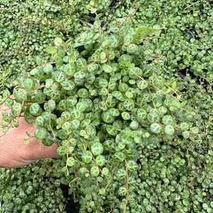4” Peperomia Prostrata “String of Turtles”