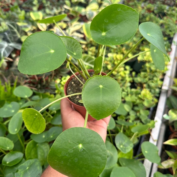 Pilea Peperomioides Plant, Chinese Geldplant in 4“