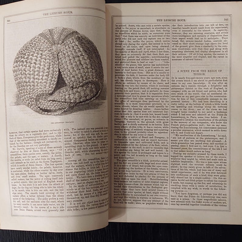 May include: An illustration from an old book shows an armadillo, a mammal with a segmented, armored shell. The animal is curled up, displaying its protective outer layer, with the text "THE LEISURE HOUR" at the top of the page.