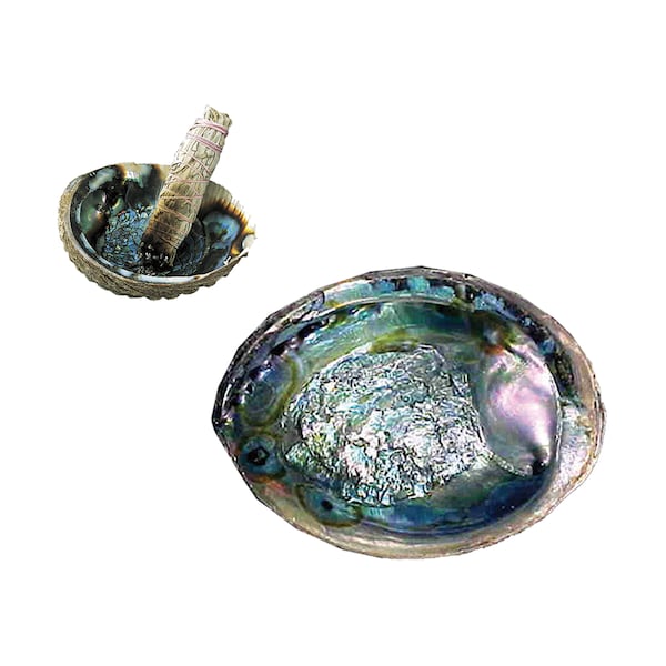 Green Threaded Abalone 5"-6" Shell Smudge Bowl