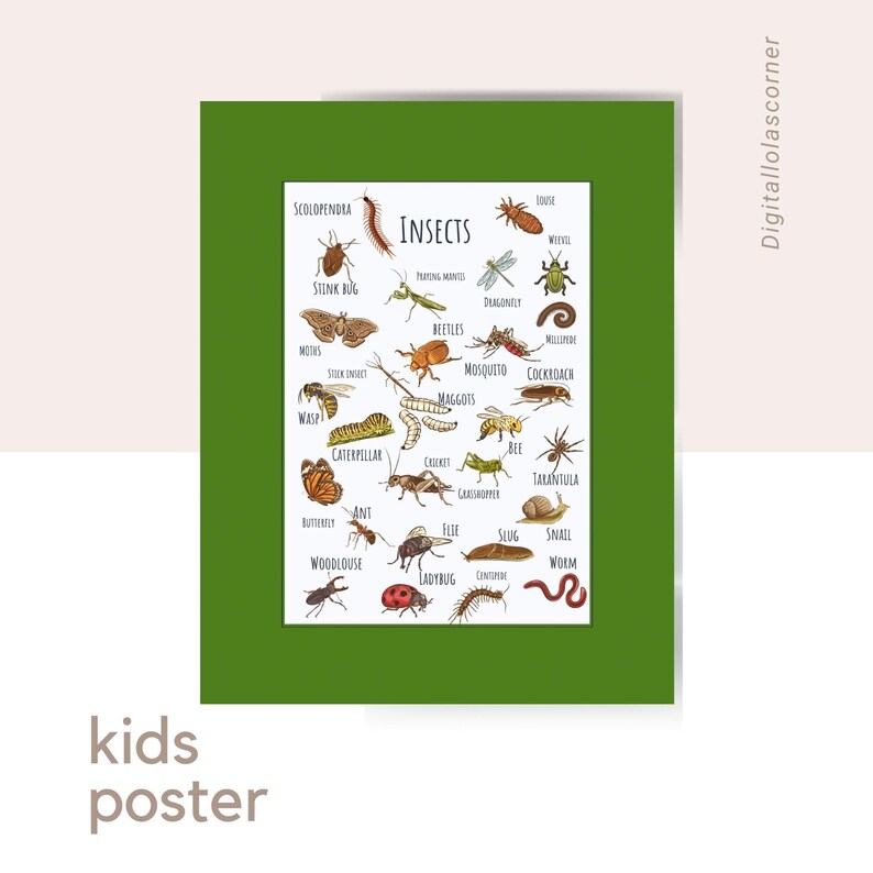 Insects Poster, Insects Wall Art Decoration, Insects Classroom Poster