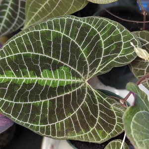 Dioscorea Discolor: Variegated Ornamental Yam Vine, 2.5 Inch Pot