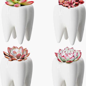 Dental Tooth Unique Decoration | Molar Storage| Tooth Pot | Toothbrush Holder